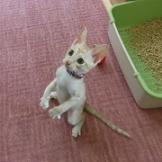 ミーアキャット風ベンツ