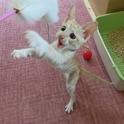 夢中のベンツ