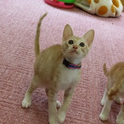 見上げるベンツ