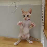 立っちベンツ