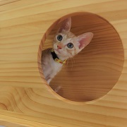チラッとジープ