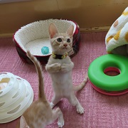 立っちジープ