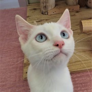 上見るシャイニー