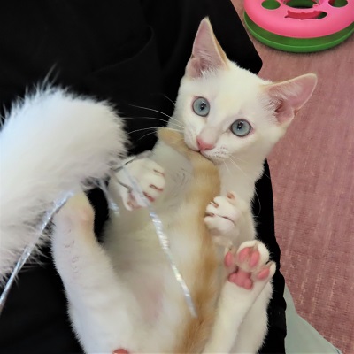 シャイニーおもちゃ
