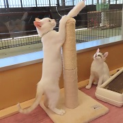 パル爪とぎ
