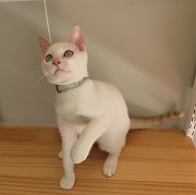 パル全身