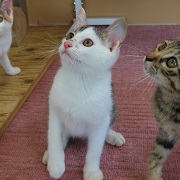 錦冠