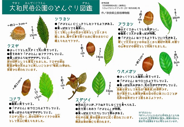 アラカシ修正済みの図鑑