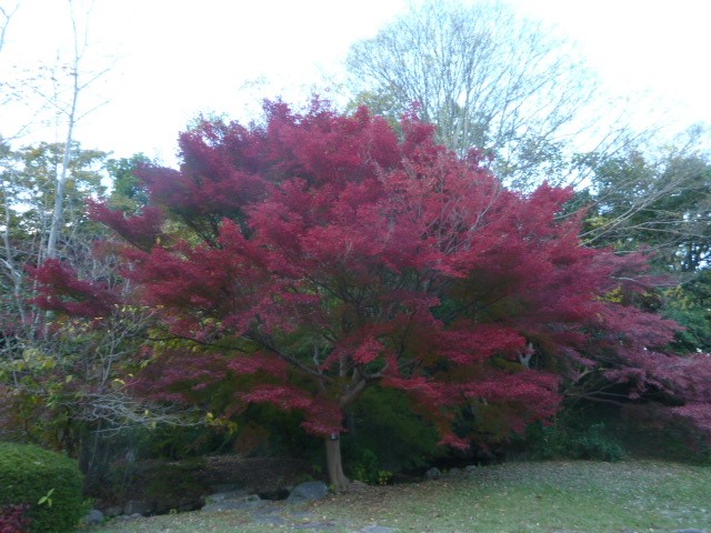 momiji