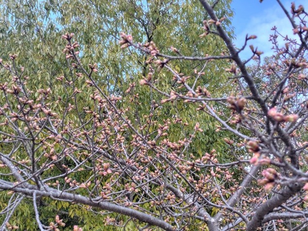 sakura