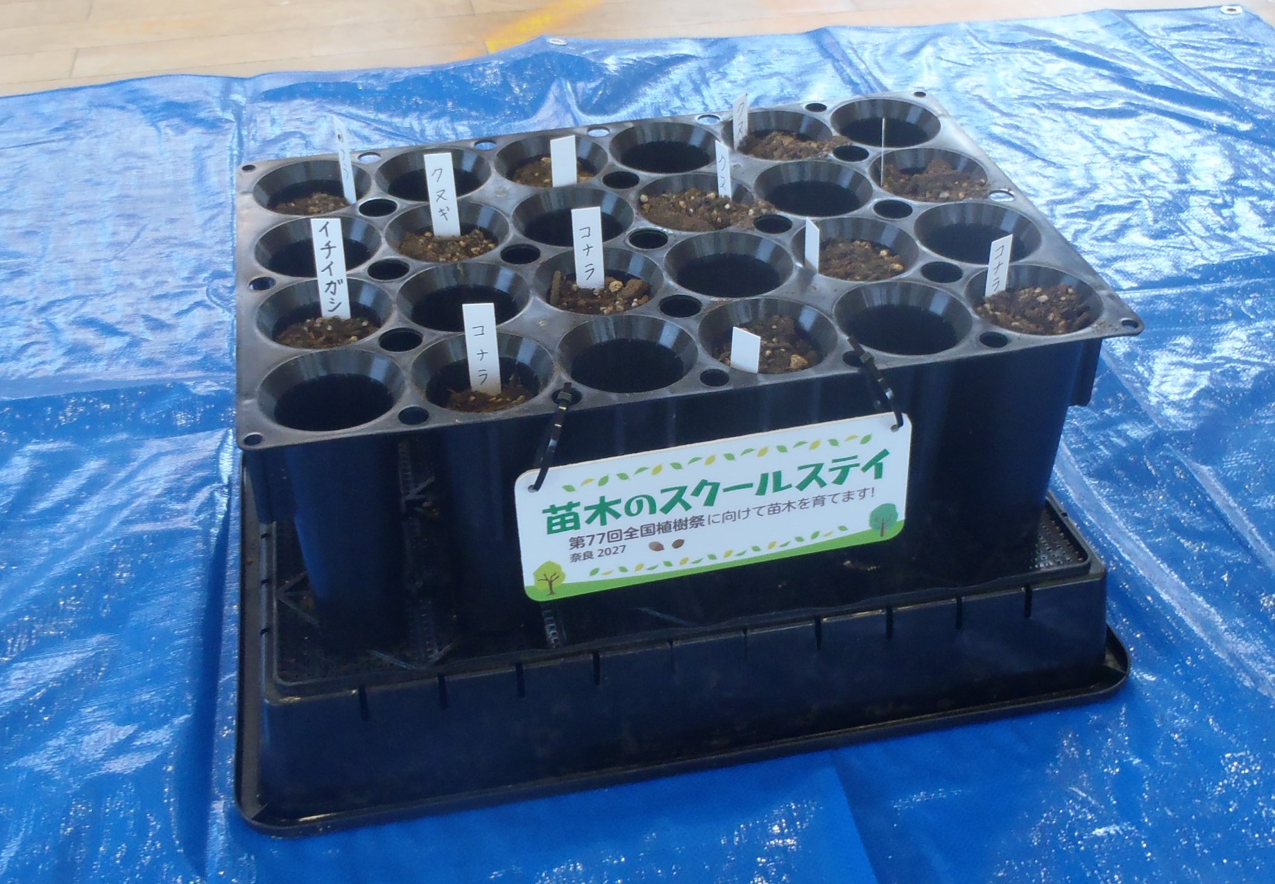 種まきの様子4