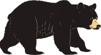 kuma