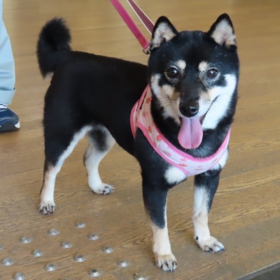 ポピー右・正面