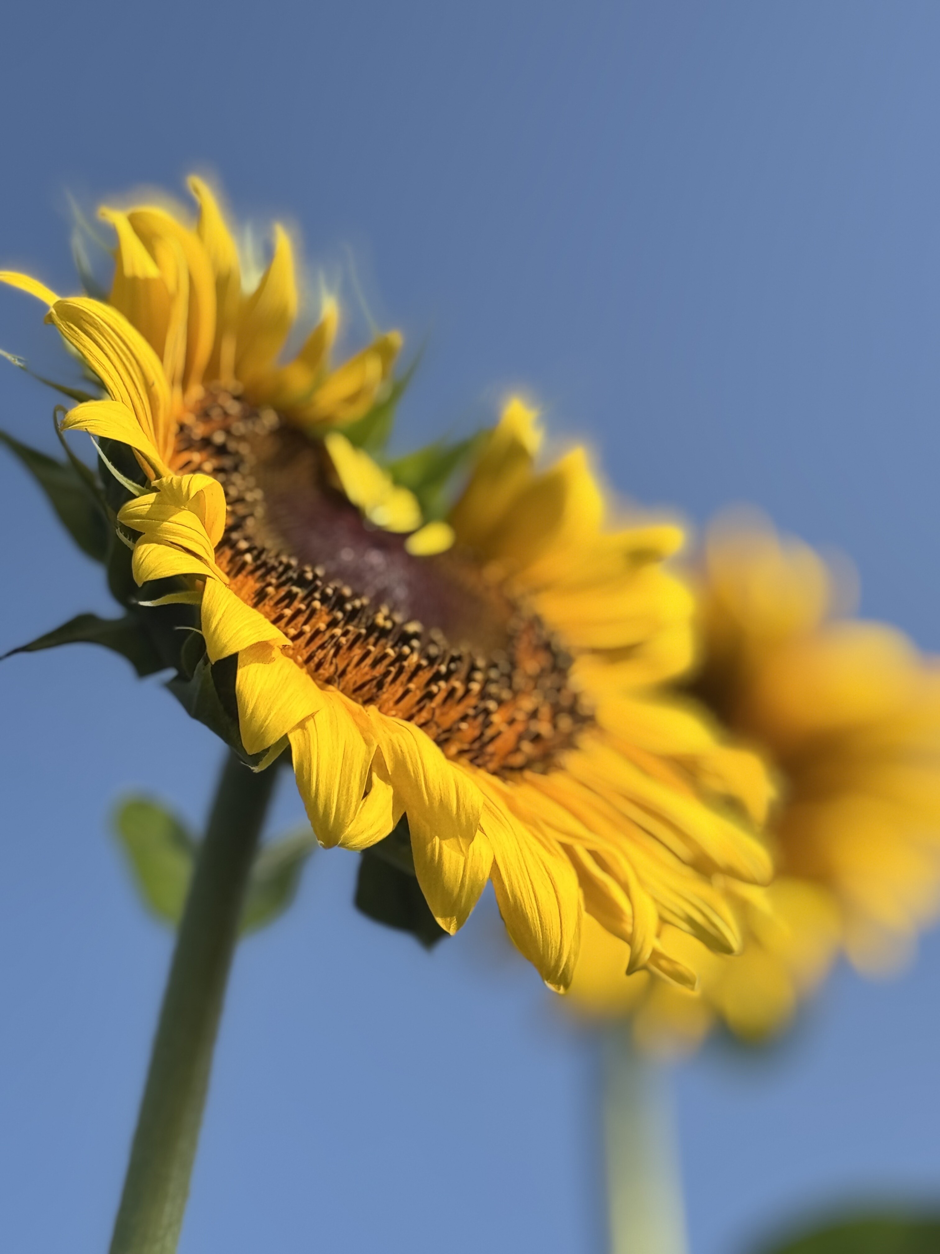 20250829sunflower