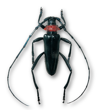 クビアカツヤカミキリ