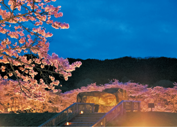 石舞台古墳夜桜ライトアップ